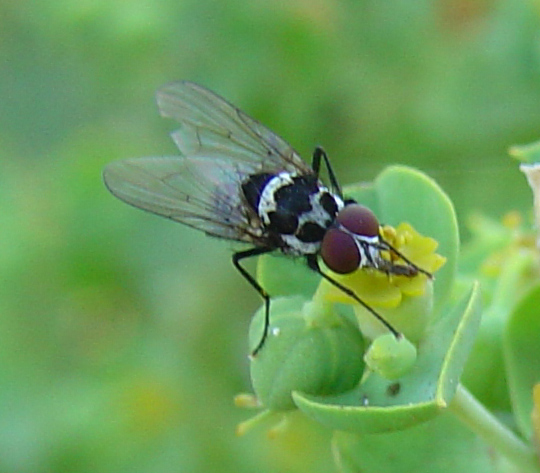 Una mosca particolare -  Limnophora sp.